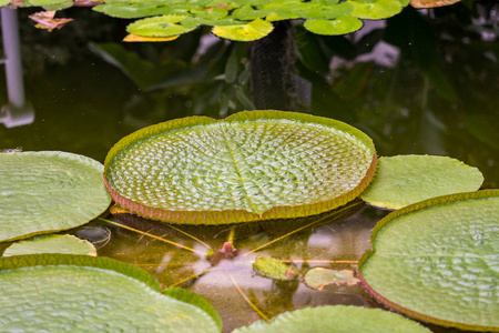 若虫在水上留下。 植物生长在湖中，叶子很大。