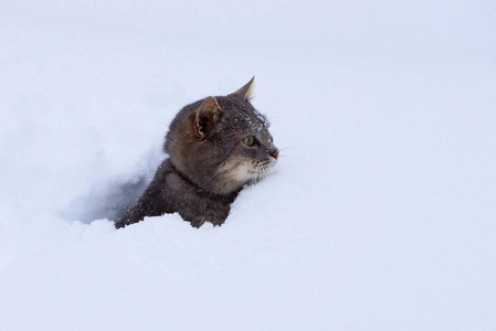 坐在白色雪堆里的灰猫
