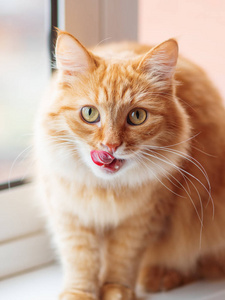 可爱的姜猫坐在窗台上舔着。毛茸茸的宠物，脸上有滑稽的表情。