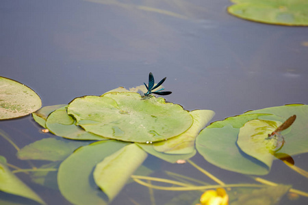 蜻蜓在河上。 水生昆虫夏季图片