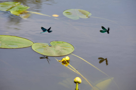 蜻蜓在河上。 水生昆虫夏季图片