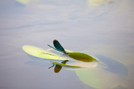 蜻蜓在河上。 水生昆虫夏季图片