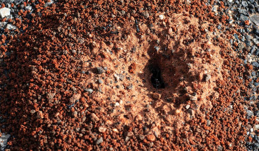 蚂蚁举石头图片