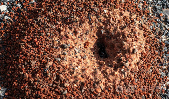 蚁穴蚂蚁在石头旁边转