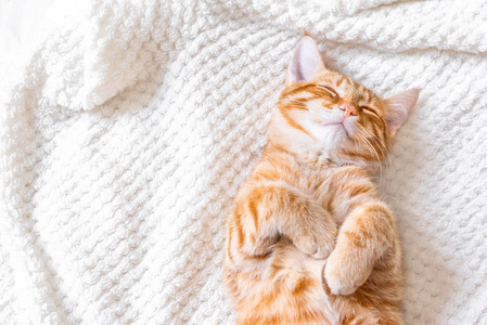 姜猫睡在柔软的白色毯子上，舒适的家和放松的概念，可爱的红色或姜猫。