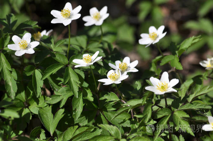 野花早春多年生植物