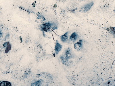 狗和狼的雪爪上的爪印