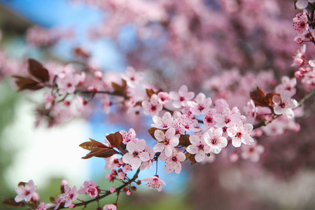 春天的场景图片