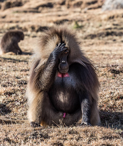 gelada baboontheropithecus gelada。埃塞俄比亚西米安山国家公园