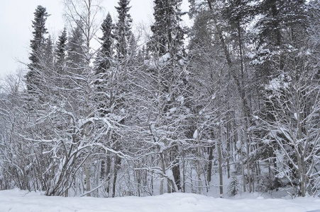 冬天森林里白雪覆盖着树木。