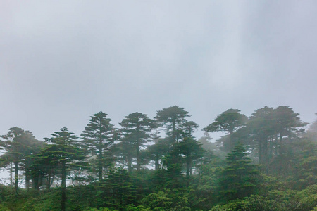 云南大理云雾笼罩下峡谷山顶上的树木景观