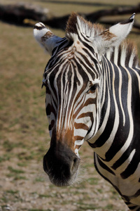 非洲条纹外套斑马的肖像。 自然和野生动物的摄影。