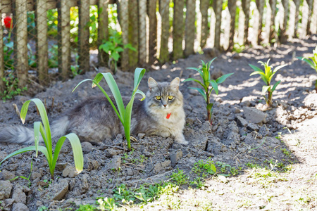 灰街猫带着红领坐在户外特写镜头看着春天花园