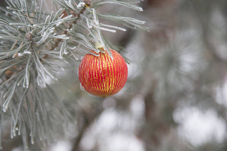 圣诞橙球在松树的树枝上。 快关门。