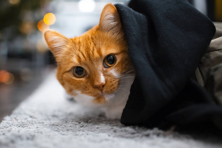 躲在黑毯子里的红白猫图片