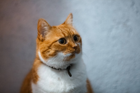 可爱的毛茸茸的红白猫肖像。
