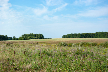 俄罗斯中部的草地田野和树林。 南图门地区。 夏天。