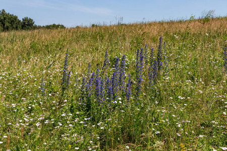 俄罗斯阿尔泰地区草地上盛开的蓝柳草本植物