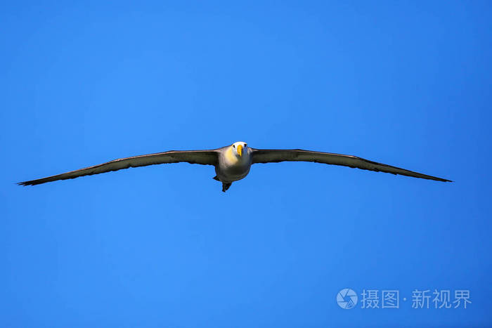 在厄瓜多尔的埃斯帕诺拉岛加拉帕戈斯国家公园飞行中挥动信天翁 Phoe Bastriairrorata 挥手信天翁主要品种在埃照片 正版商用图片18o56c 摄图新视界 在厄瓜多尔的埃斯帕诺拉岛加拉帕戈斯国家公园飞行中挥动信天翁 Phoe Bastriairrorata 挥手信天翁主要品种在埃照片 正版商用图片18o56c 摄图新视界