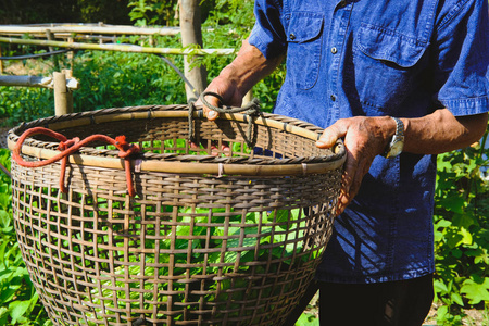 农民拿着篮子，从花园农场运来新鲜有机蔬菜