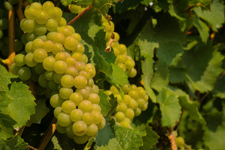 法国葡萄园绿葡萄生长在夏季白天