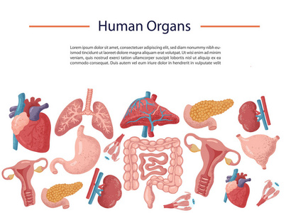 用于移植的人体内脏器官集图片
