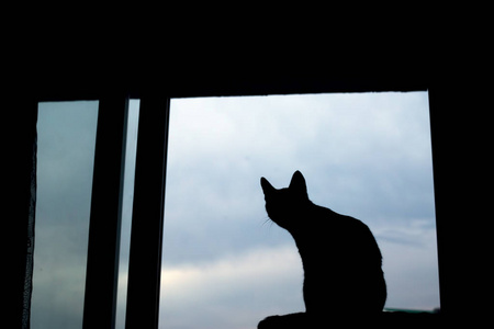  tabby cat indoor silhouette photo. 