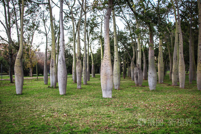西班牙巴伦西亚美丽的瓶子树公园。