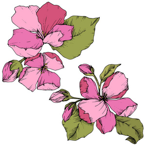 白色粉红色苹果花图片