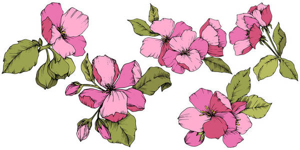 矢量苹果花,花卉植物花. 野生春叶野花隔离.