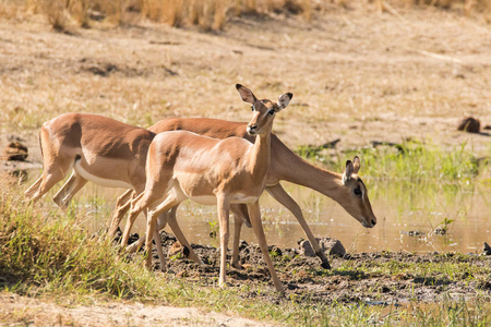 在南非的一个国家公园里，特写了黑斑羚的形象