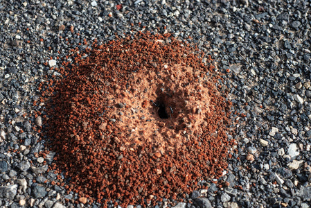 蚂蚁举石头图片