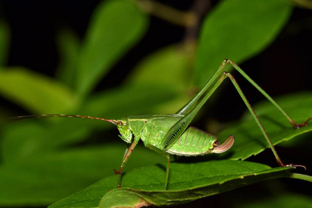 一个年轻的绿色布什卡蒂德若虫，仍然在成长的翅膀过程中。它晚上坐在一丛枝繁叶茂的杂草中。