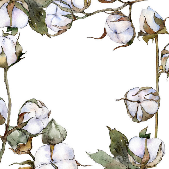 白色棉花花卉植物花. 野生春叶野花隔离. 水彩背景插图集.