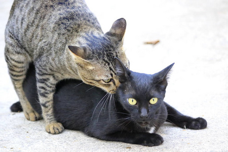 猫自然特写肖像。