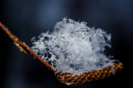 白色雪花在大自然中特写.