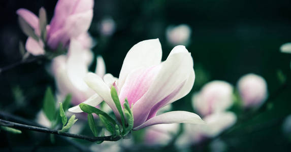 美丽的近玉兰花。春天盛开的玉兰树。选择性聚焦