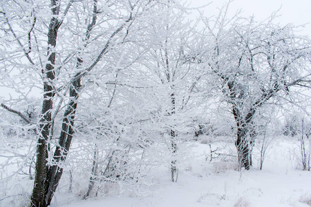 冬天的雪树, 新年的心情