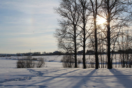 树木下雪的冬天在寒冷的阳光明媚的日子里。照片上的树木景观与寒冷的冬天。阳光透过树木。美丽的自然。大量的雪。