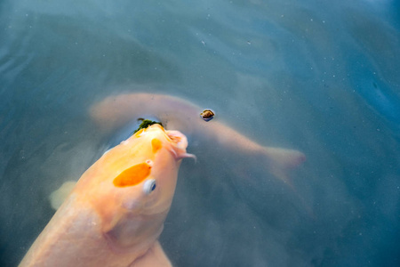 橙色锦鲤鱼Nishikigoi在清澈的池塘里游泳，吃饲料