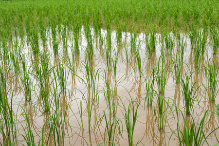 人工林用泥浆水耕作水稻