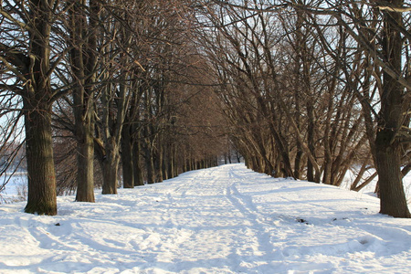 冬天森林里的路冬天森林里的路的照片。这条路被雪清除了。人们可以在寒冷的日子里行走，呼吸干净的空气。一年中霜冻的美丽景观。