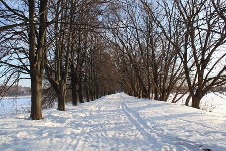 冬天森林里的路冬天森林里的路的照片。这条路被雪清除了。人们可以在寒冷的日子里行走，呼吸干净的空气。一年中霜冻的美丽景观。