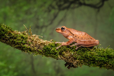 进入空间一只金色树蛙在树枝上的特写,有丛林场景背景.