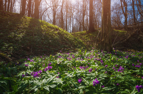 春天森林里的许多紫色的花。 雄伟的大自然。