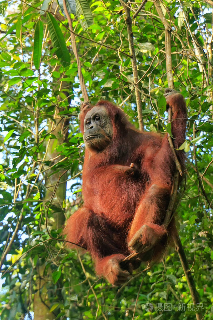 雌性苏门答腊猩猩pongoabelii坐在印尼古南州国家公园的一棵树上