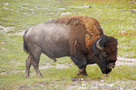 黄石水牛城图片