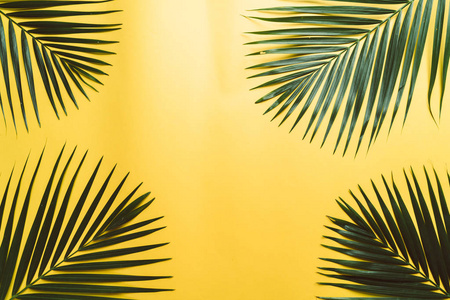 热带棕榈叶的彩色背景与复制空间