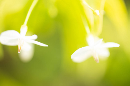 大自然中的白色小花绿色背景。