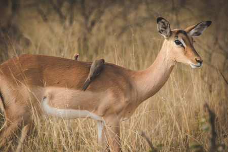 南非国家公园中的黑斑羚形象